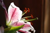September 2008 - Two kinds of Lily's : 