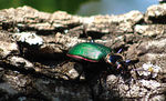 April 2006 Dogs and Bugs : 