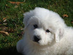 Humphrey : 