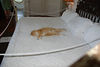 A decendent of Hemingway's six-toed cat, Snowball.  This cat is 18 yrs and sleeps on the bed all day.