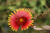 5-19-07 Wildflowers : 