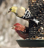 2008 Our Birds : 