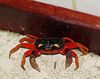 There were lots of crabs all over the place - and this is the real color (although the body is a bit more purple than you see here).