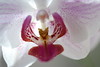 My new Orchid : 