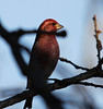 Birds of a Feather - Finches : 
