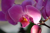Orchids : 