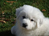 Humphrey : 