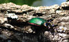 April 2006 Dogs and Bugs : 
