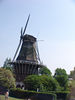 5-06 Amsterdam Tulips : 